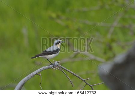 Northern Wheatear, Oenanthe Oenanthe, Single Male Northern Wheatear, Oenanthe Oenanthe, Single Male