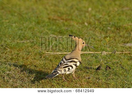 Hoopoe Bird In Natural Habitat (upupa Epops)