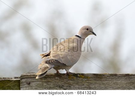 Eurasian Collared-dove (streptopelia Decaocto)