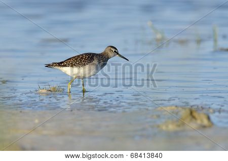 Green Sandpiper In Natural Habitat ( Tringa Ochropus)