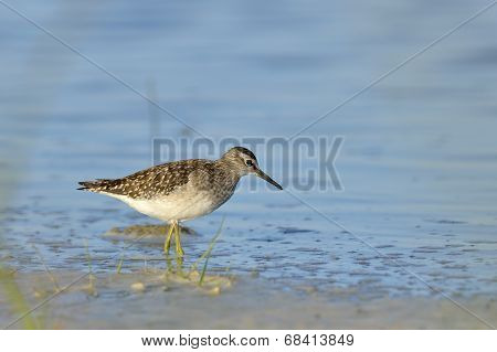 Green Sandpiper In Natural Habitat ( Tringa Ochropus)