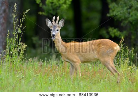 Roebuck (capreolus Capreolus)