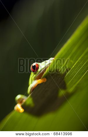 Frog in the jungle