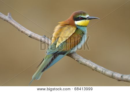 European Bee-eater (merops Apiaster) Outdoor