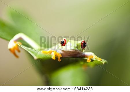 Red eye tree frog
