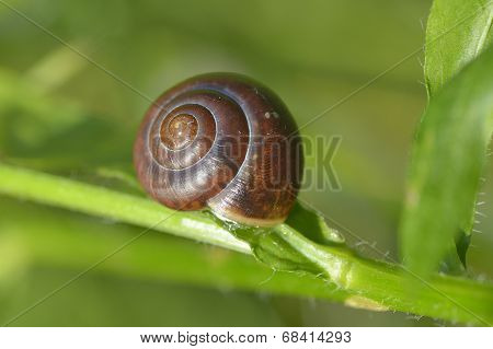 Small Brown Snail On A Green Grass