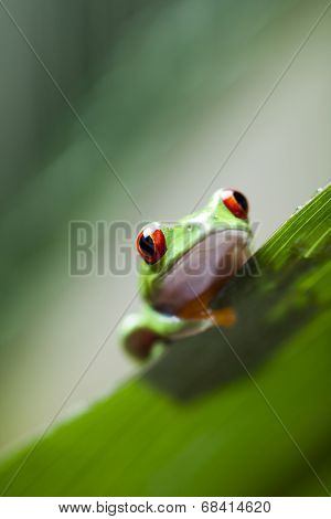 Red eye tree frog