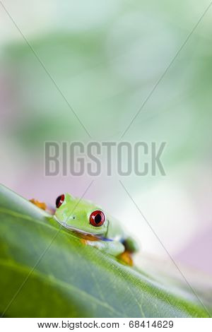 Red eye tree frog