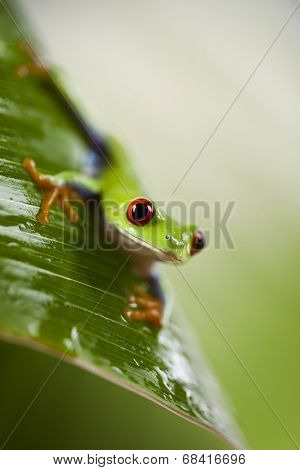 Frog on the leaf 