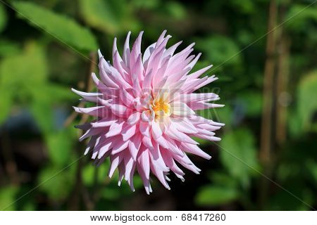 A single pink flower