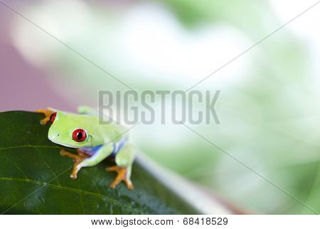 Red eye tree frog