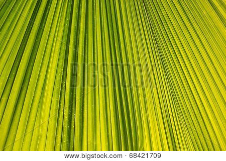 Palm Leaf Background.