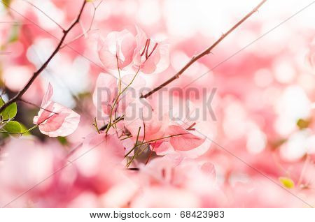 Paper Flowers Or Bougainvillea