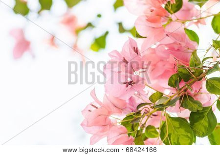 Paper Flowers Or Bougainvillea