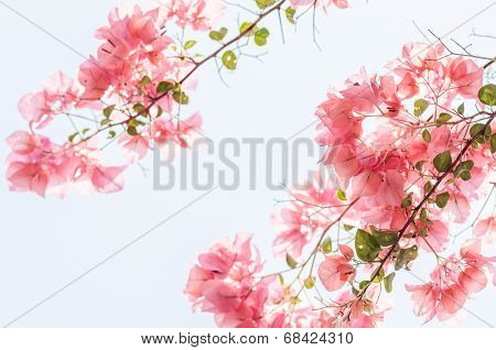 Paper Flowers Or Bougainvillea