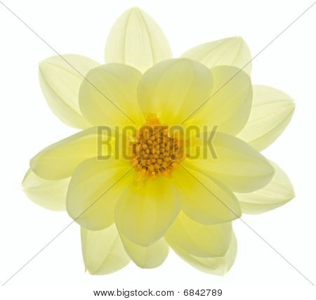 Dahlia