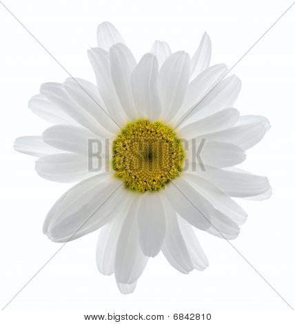 Leucanthemum