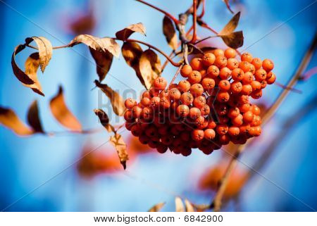 Mountain Ash