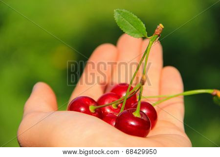 cherry