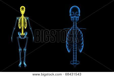 Skull with spinal cord
