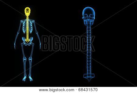 Skull with spinal cord