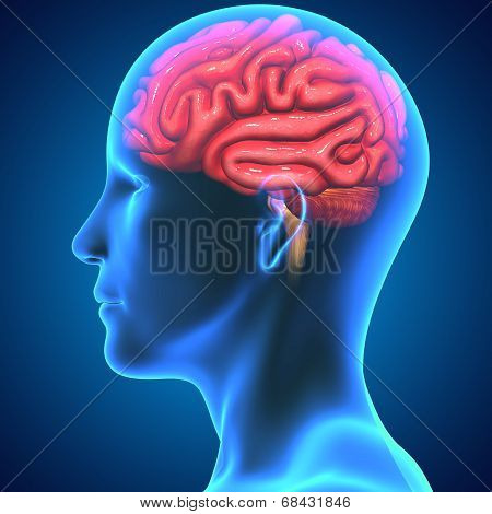 Human Brain