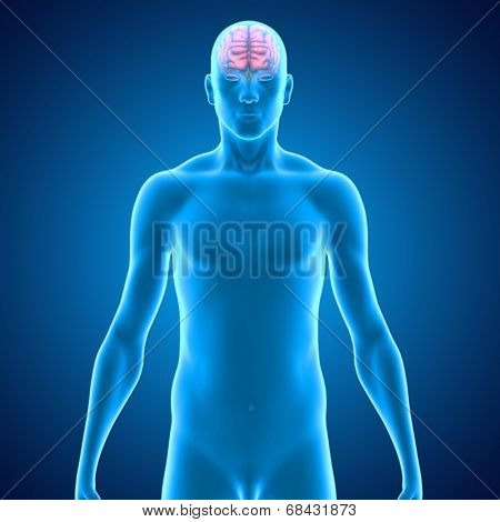 Human brain