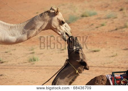 Camels In Love. A Kiss In The Desert