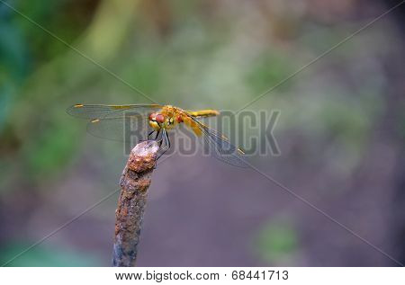 dragonfly