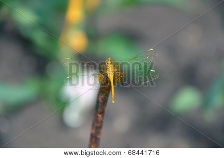 dragonfly