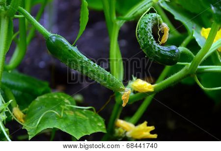 cucumbers