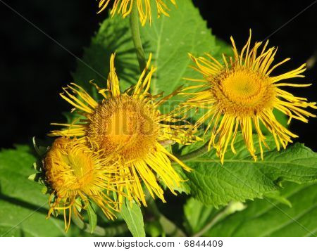 Inula helenium