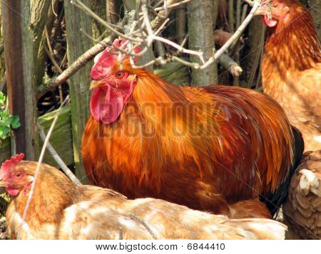 Coq