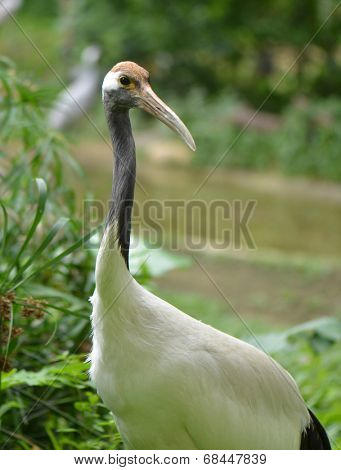 Red crowned Crane aka Grus japonensis