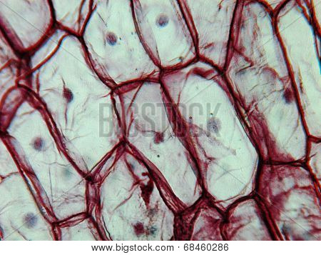 Onion Epidermus Micrograph