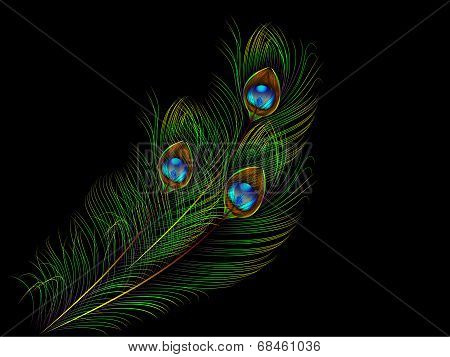 peacock feather vector