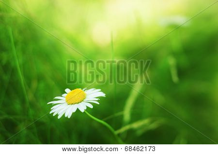 Spring Daisy - Stock Image.