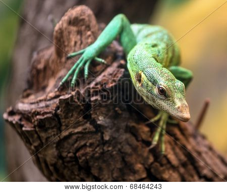 Emerald Tree Monitor, Varanus Prasinus, Climbing On Tree Stump