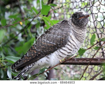 Fledgling Cuckoo