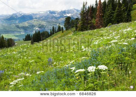 Alpine Wildflower landskab