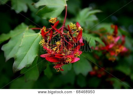 Maple flowers