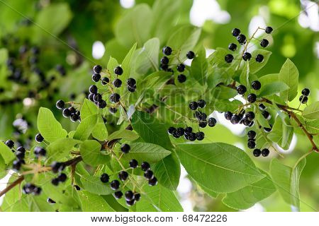 Chokeberry