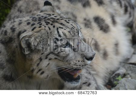 Snow Leopard / Panthera Uncia