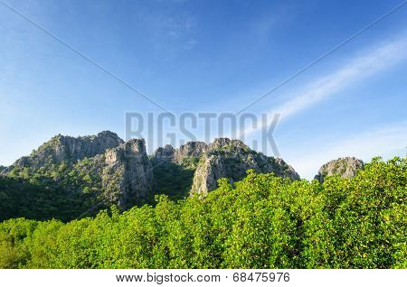 Mountain And Mangrove Forest