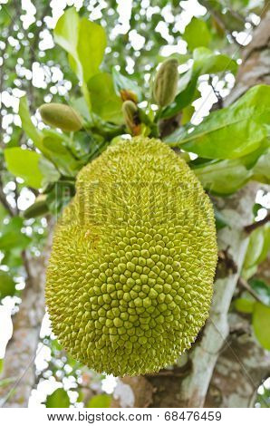 Jackfruit On The Tree