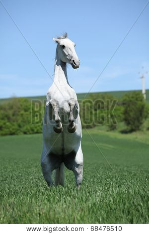 Amazing White Lipizzaner Prancing In Spring