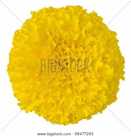 Yellow Marigold Flower Isolated On White.