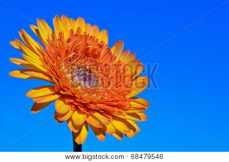 Orange Gerbera Flower On Sky Background.