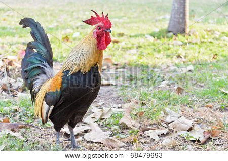 Bantam Thailand (poultry)