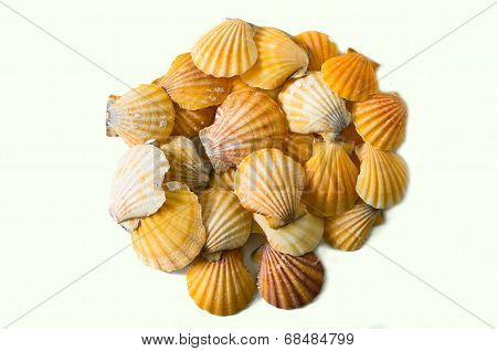 Set Of Seashell Isolated On White Background